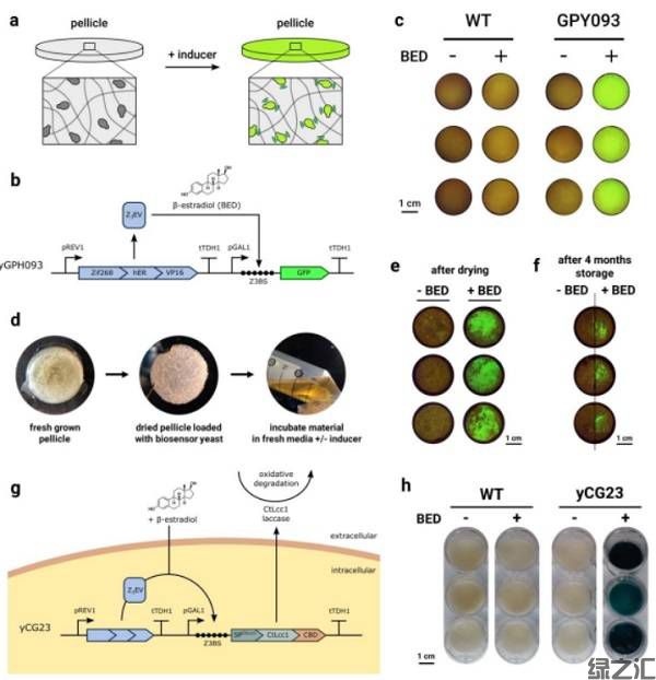 麻省理工学院和帝国理工大学Nat. Mater.:从工程微生物共培养物中获得的具有可编程功能的活性材料(图5)
