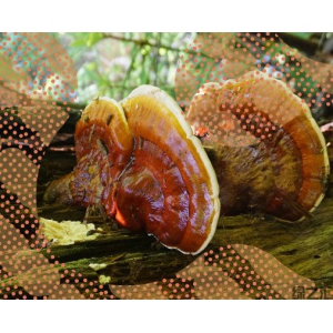 Forager 的时尚焦点与菌丝体