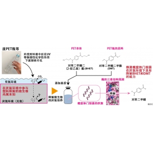 产综研发现微生物，在无氧环境下可降解PET原料