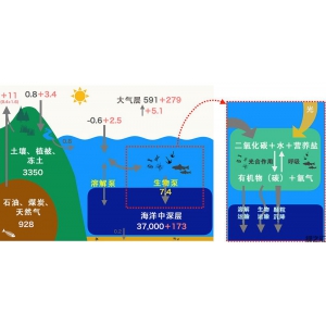 <strong>JAMSTEC确定海洋生物体对海洋二氧化碳的吸收量，大大少于以往的估算值</strong>