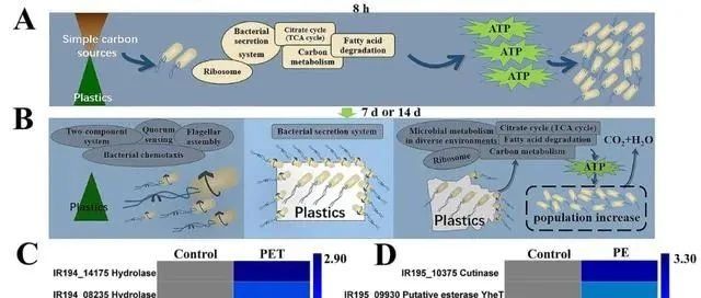 两周可将PE降解为碎片，中国科学家最新发现PE降解酶
