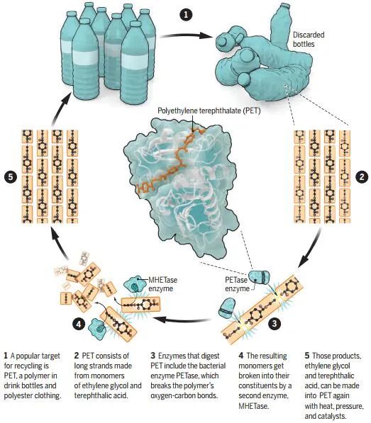 细菌酶-未来塑料垃圾的食客(图2) 图片