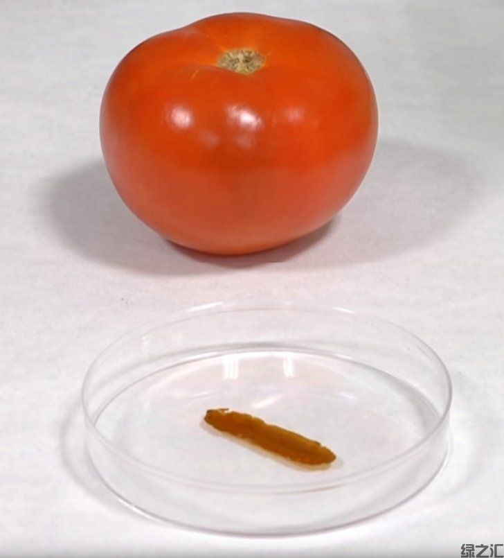 未来10种可替代塑料的可生物降解的生态材料(图5)
