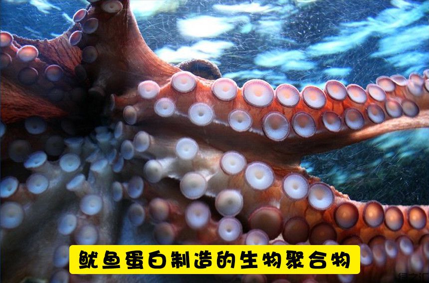 未来10种可替代塑料的可生物降解的生态材料(图7)