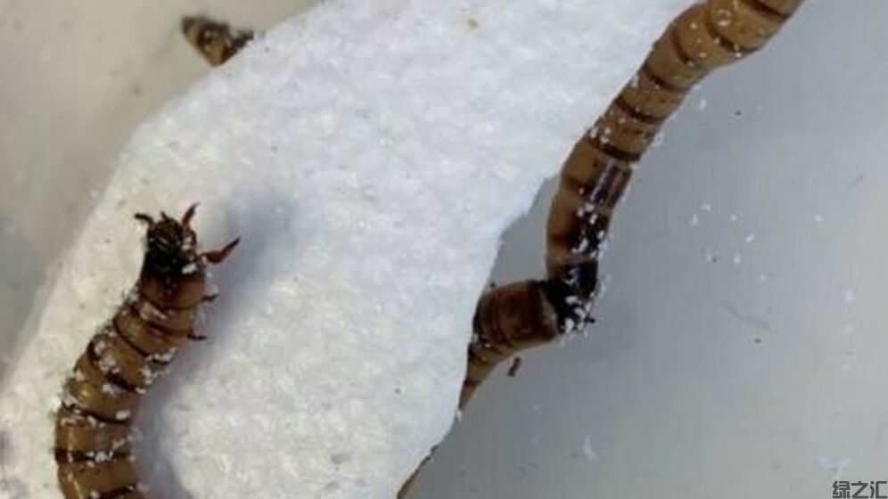 worm-pic-620W_8e99ae07934feba03f0fa5f711bf46da.jpg
